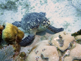 044 Hawksbill Sea Turtle IMG 5810